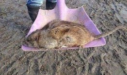 新闻爆料巨型老鼠视频大全,世界之大无奇不有